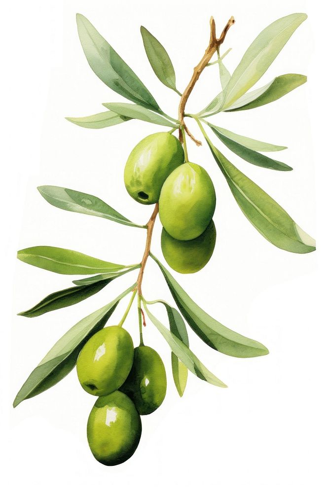 Olive oli plant olive leaf. 