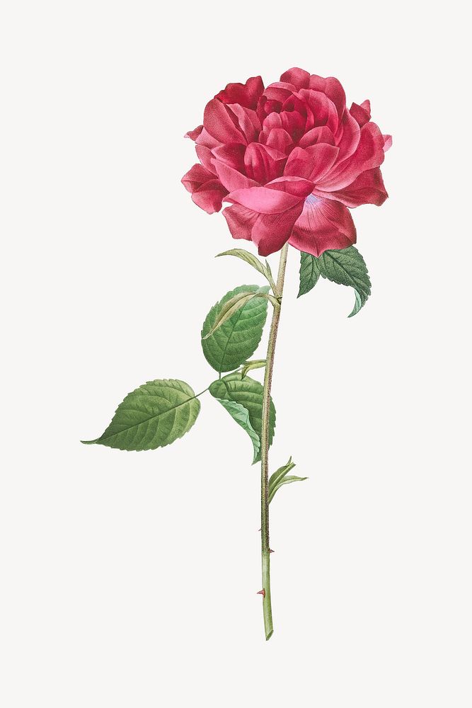 Vintage rose flower  illustration