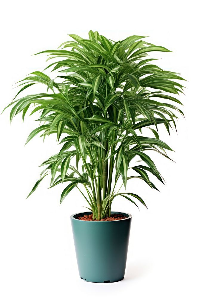 Potted tall plant leaf white background houseplant. AI generated Image by rawpixel.