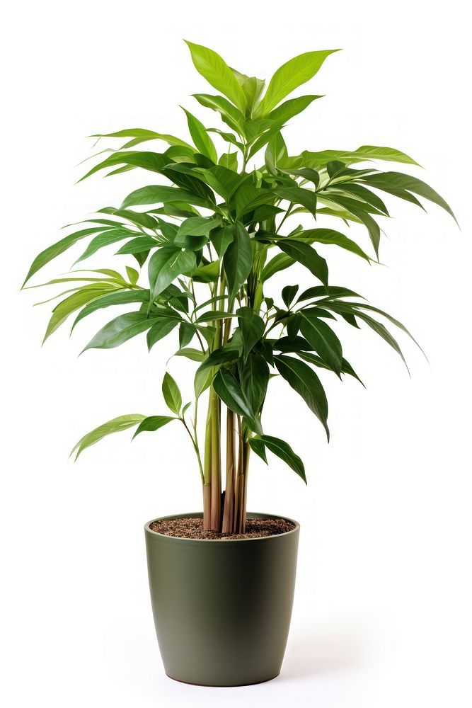 Potted tall plant leaf white background houseplant. 