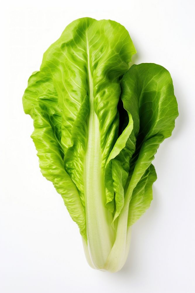 Baby Cos lettuce vegetable plant food. AI generated Image by rawpixel.