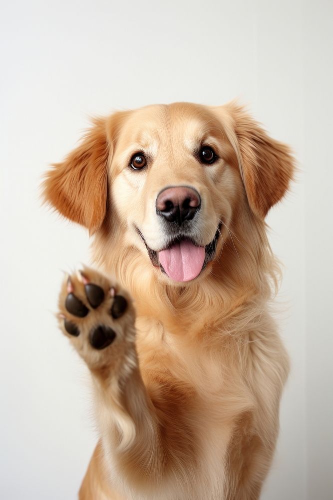 Happy dog, friendly pet photo.