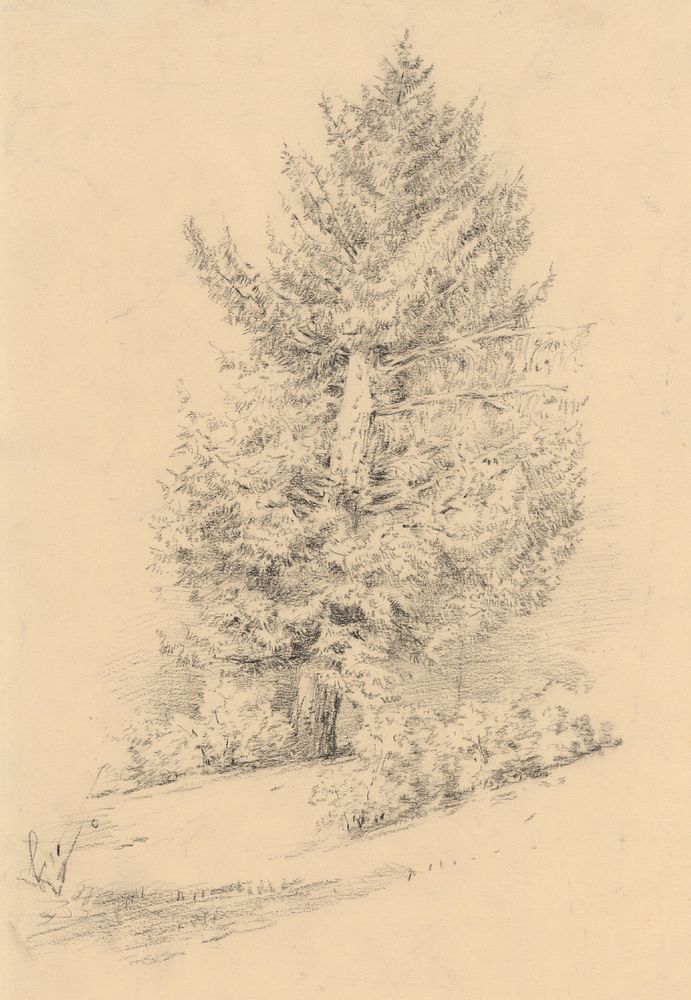 Sketch of an old spruce