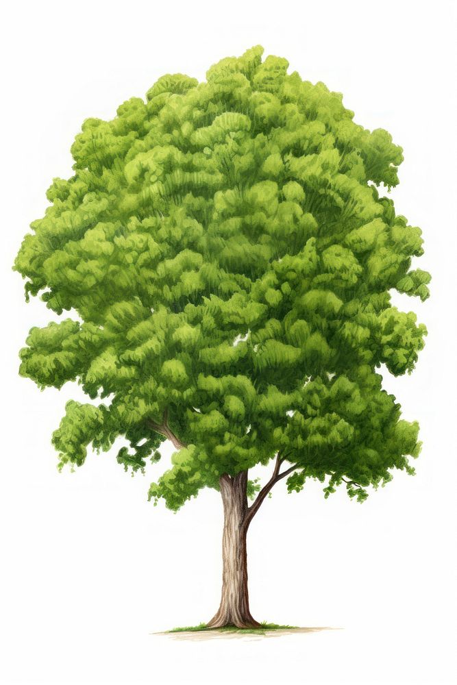 Big tree plant white background tranquility. AI generated Image by rawpixel.