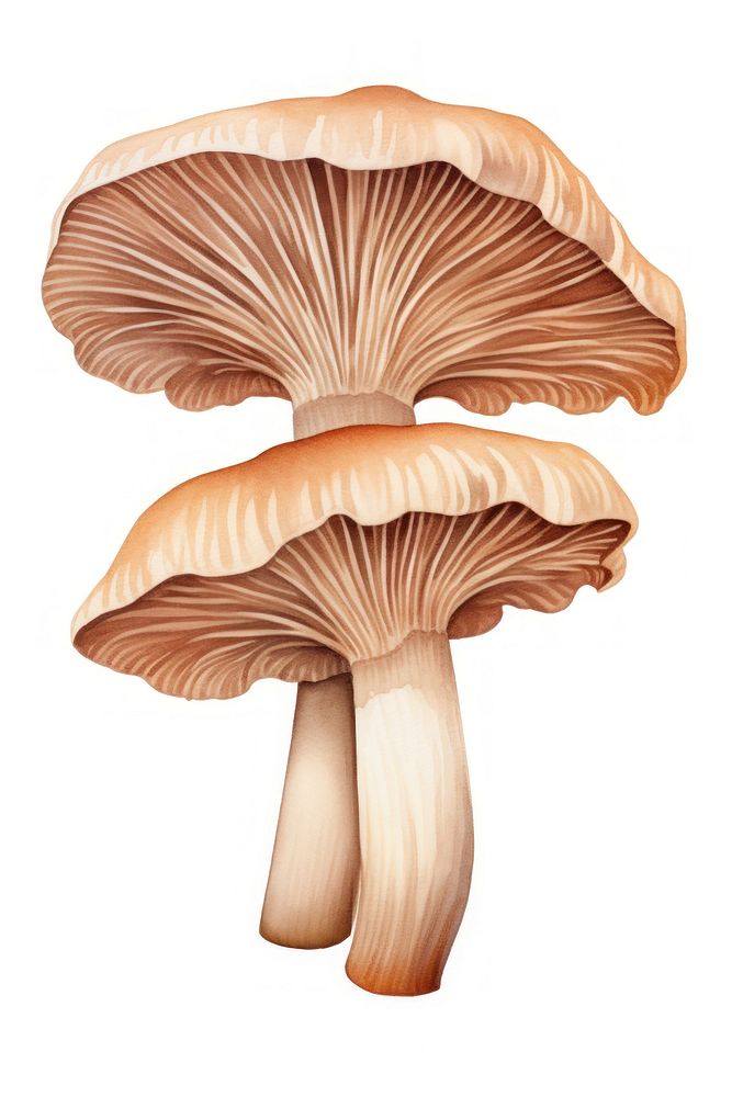 Oyster mushroom fungus plant white background. AI generated Image by rawpixel.