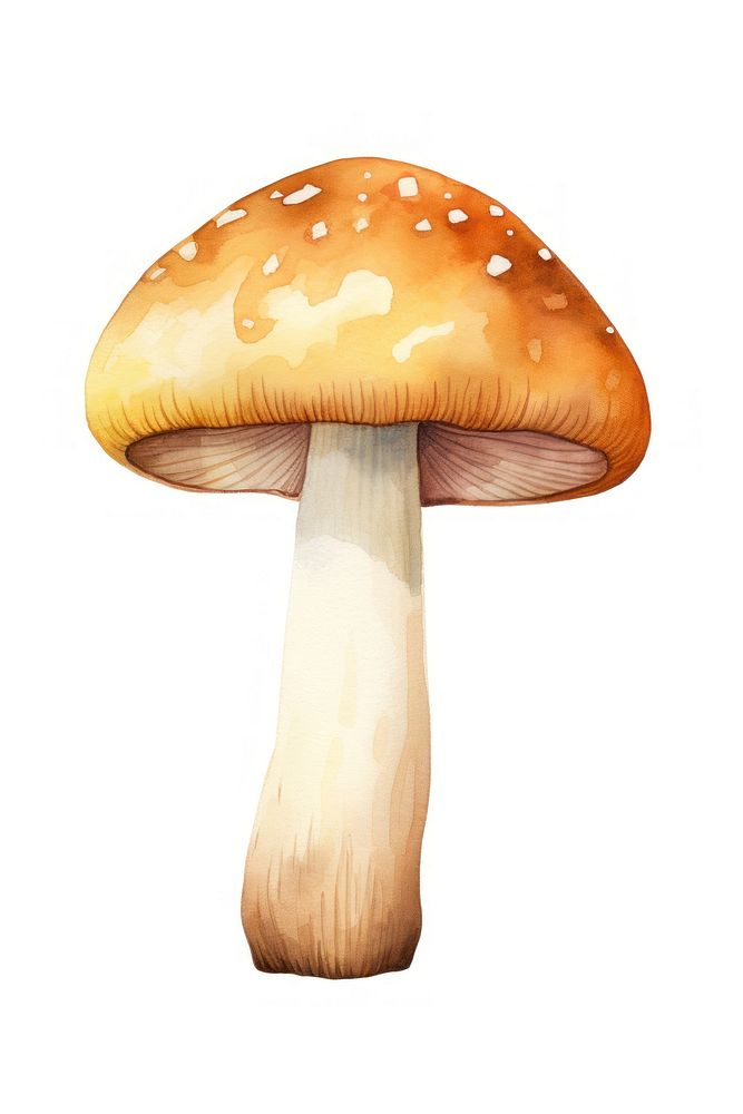 Porcini mushroom fungus agaric white background. AI generated Image by rawpixel.