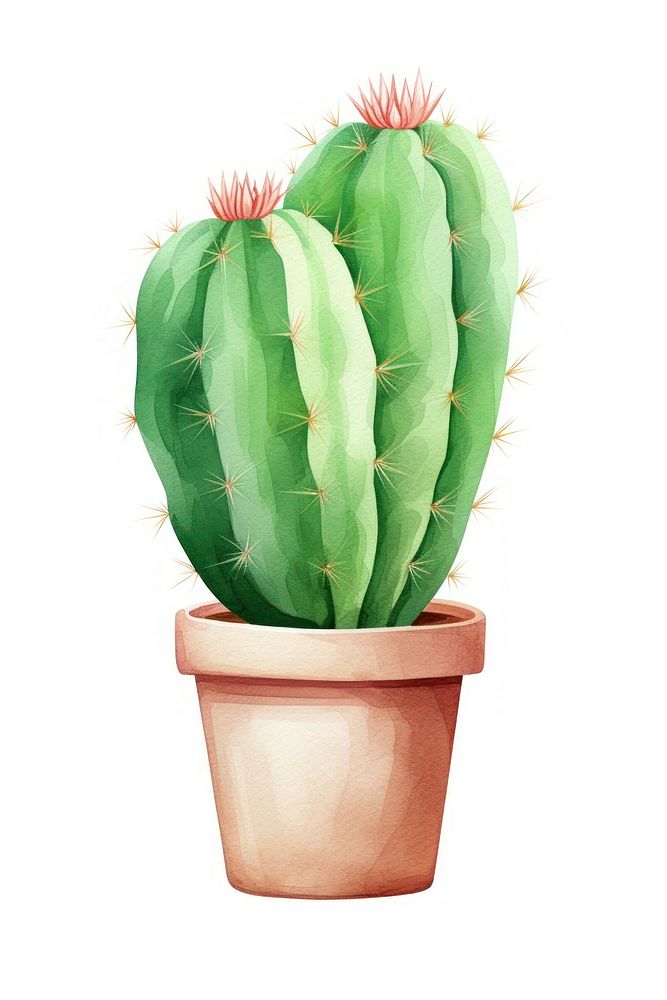 Cactus plant white background houseplant. AI generated Image by rawpixel.