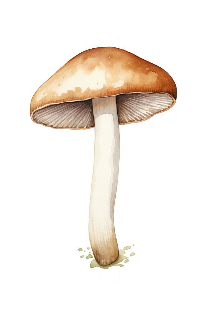 Agaricus bisporus mushroom fungus plant white background. AI generated Image by rawpixel.