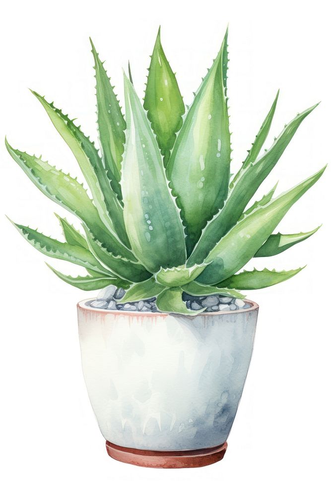 Aloe plant xanthorrhoeaceae white background. AI generated Image by rawpixel.