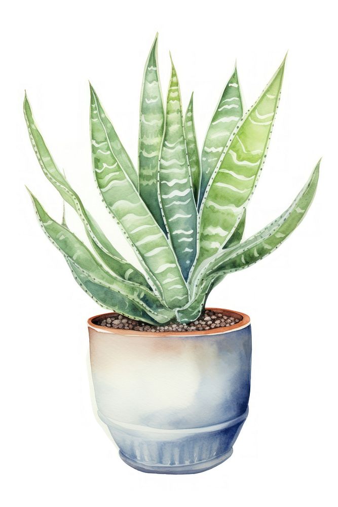 Plant aloe white background houseplant. 