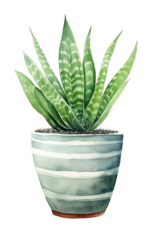 Plant aloe leaf white background. AI generated Image by rawpixel.