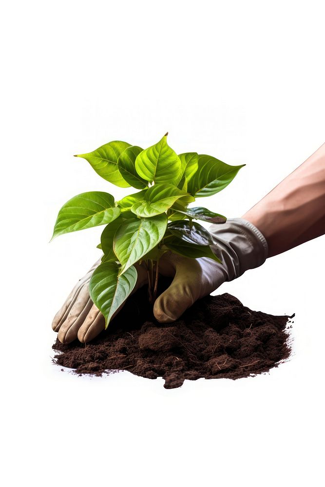 A hand gardening plants planting nature leaf. AI generated Image by rawpixel.