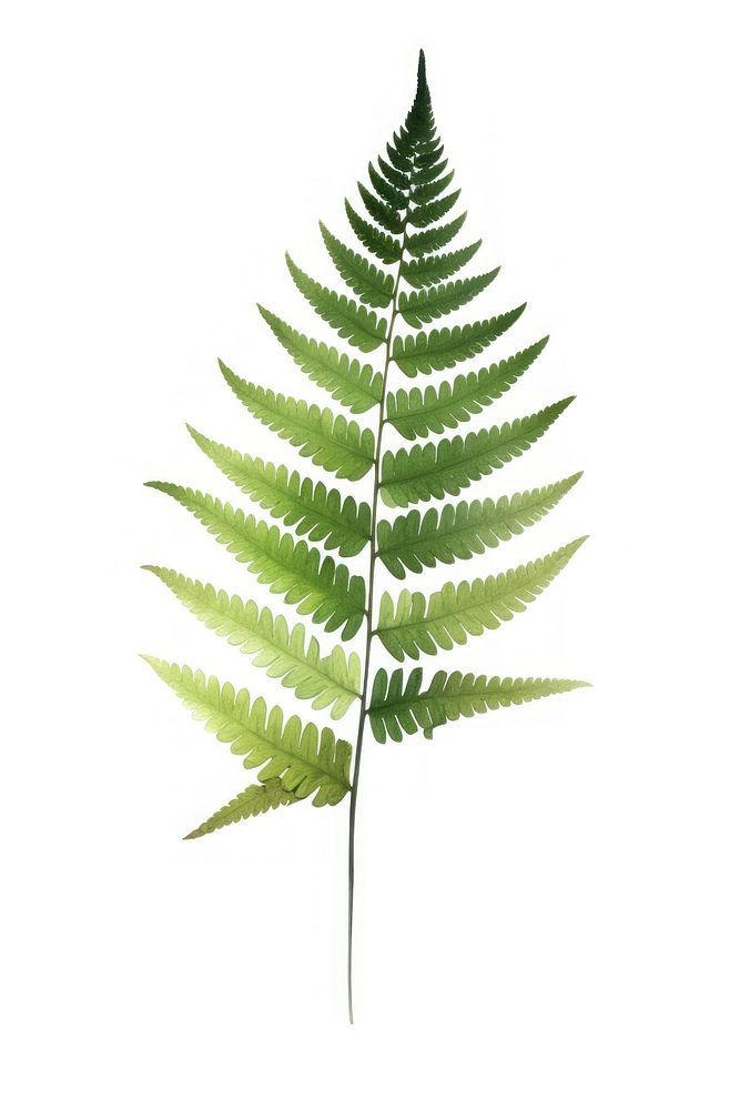Fern leaf plant white background freshness. AI generated Image by rawpixel.