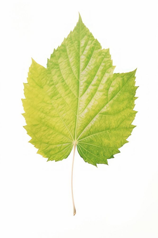 Leaf. AI generated Image by rawpixel.