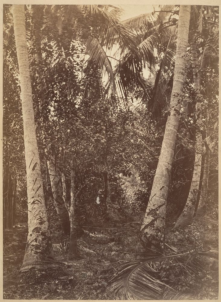 Tropical Scenery, Forest Near Turbo