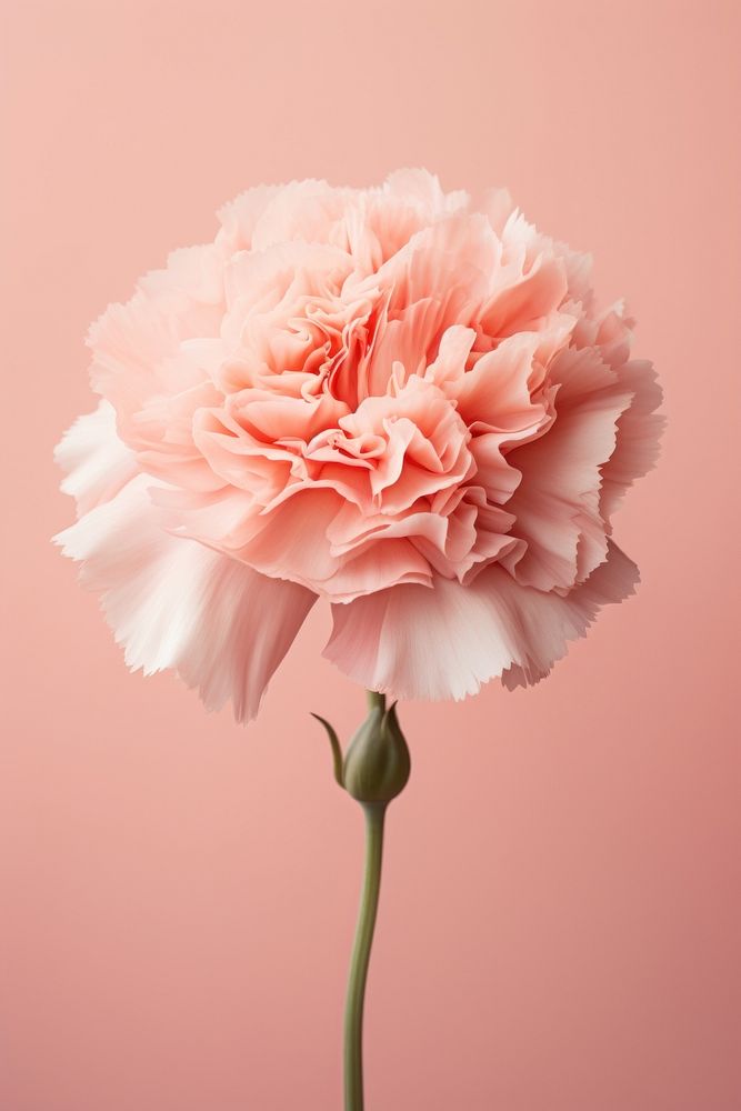 Pink carnation flower plant rose. AI generated Image by rawpixel.