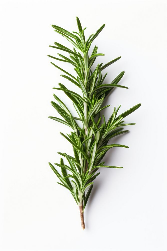 Rosemary plant herbs tree. AI generated Image by rawpixel.