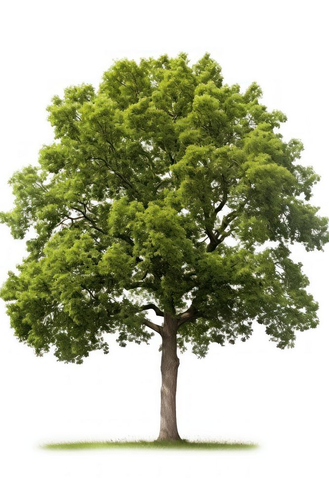 Oak tree plant white background tranquility. AI generated Image by rawpixel.