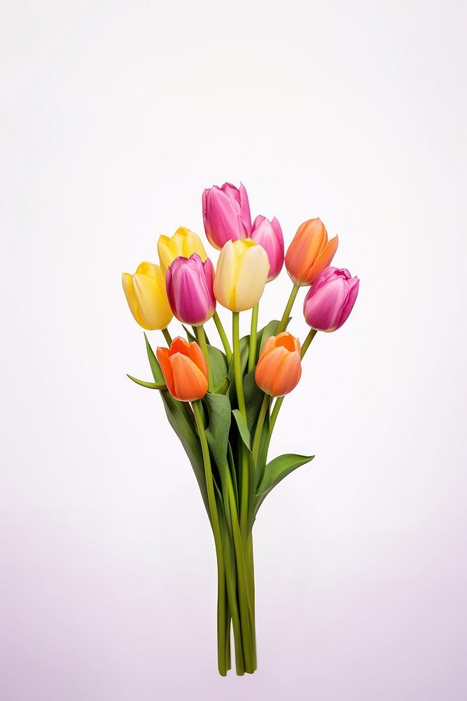 Flower bouquet tulip plant white background. AI generated Image by rawpixel.