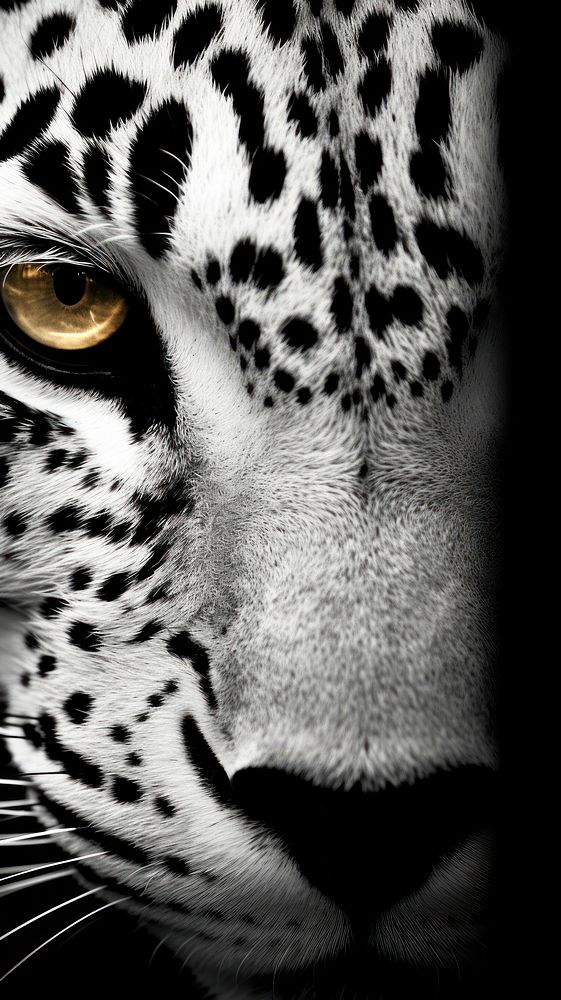Leopard print wildlife cheetah animal. AI generated Image by rawpixel.