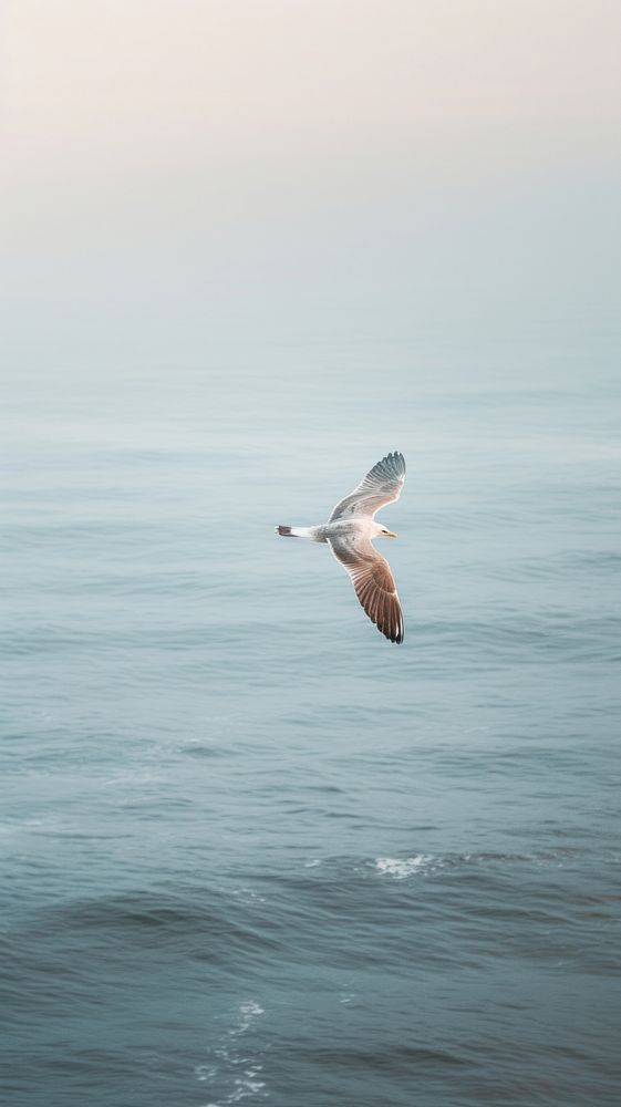 Seagull flying ocean outdoors. AI generated Image by rawpixel.