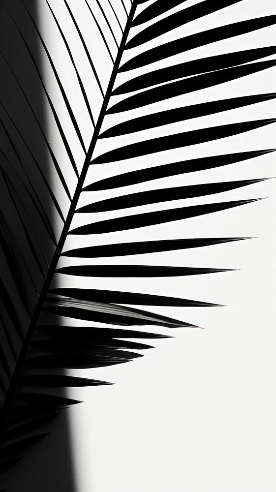 Nature shadow outdoors plant black. AI generated Image by rawpixel.