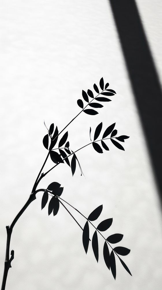 Nature shadow plant black white. AI generated Image by rawpixel.