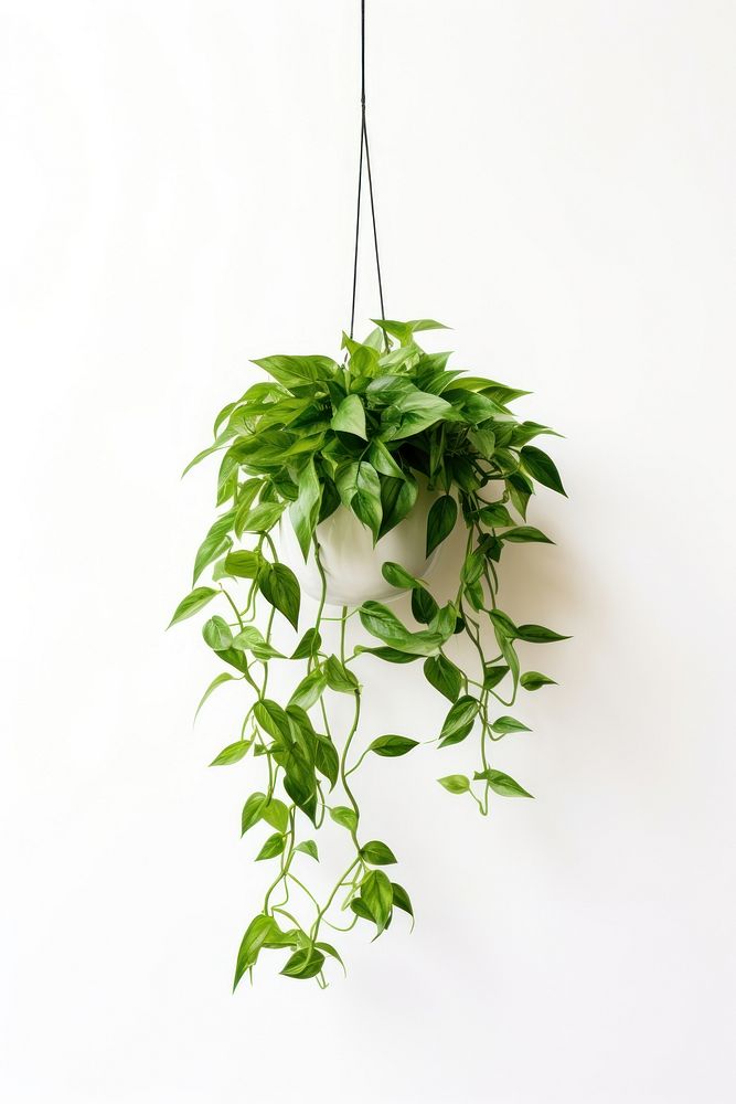 Green plant hanging leaf white background houseplant. AI generated Image by rawpixel.