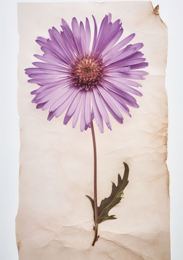 Real Pressed a four Purple Beauty Aster flower purple petal. AI generated Image by rawpixel.