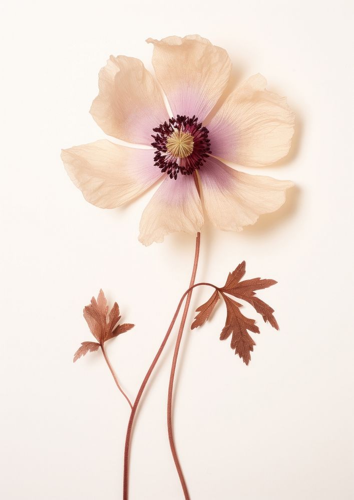 Real Pressed a single anemone flowers blossom petal plant. AI generated Image by rawpixel.