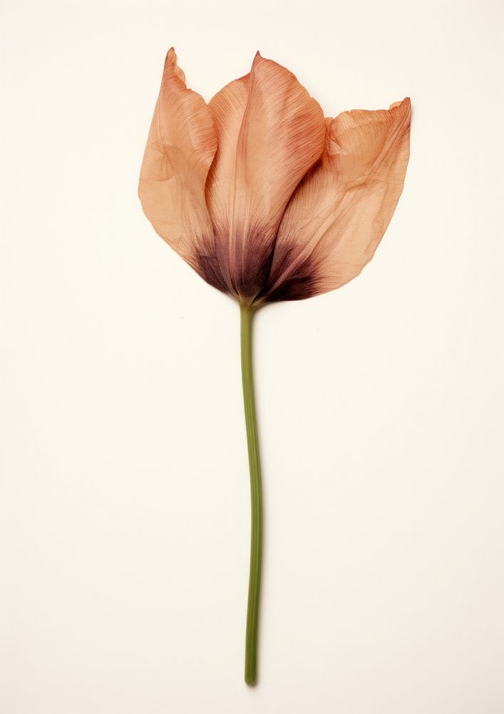 Real pressed a single tulip flower petal plant. AI generated Image by rawpixel.