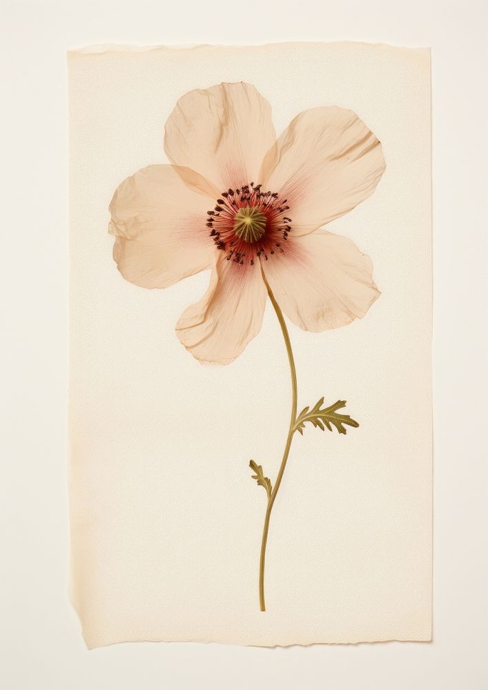 Real Pressed a single anemone flower plant petal paper. AI generated Image by rawpixel.