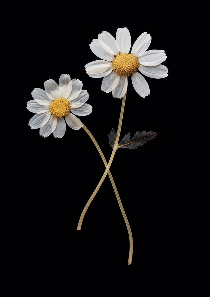 Real pressed a single minimal Feverfew flower daisy petal. AI generated Image by rawpixel.