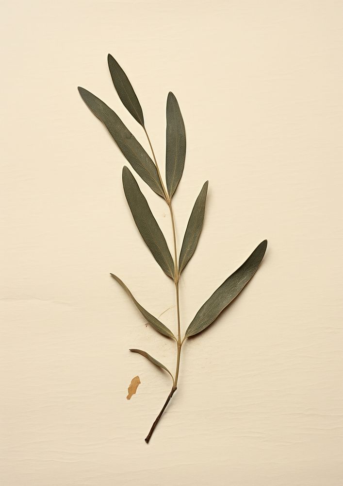 Real pressed a single olive leaf herbs flower plant. AI generated Image by rawpixel.