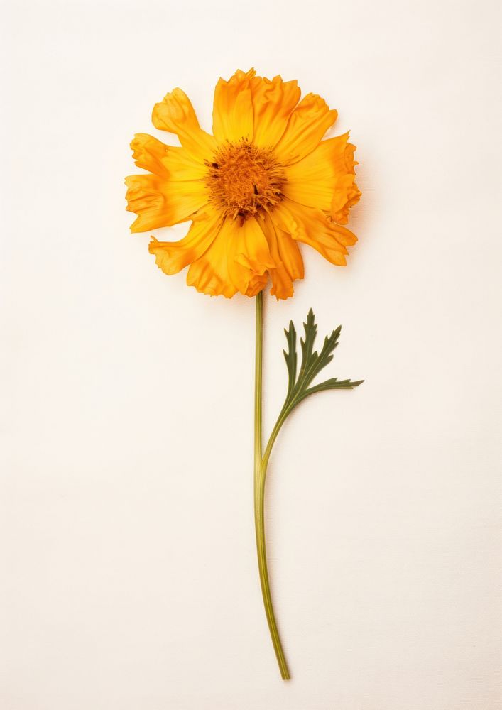 Real pressed a single minimal Marigold flower sunflower petal. AI generated Image by rawpixel.