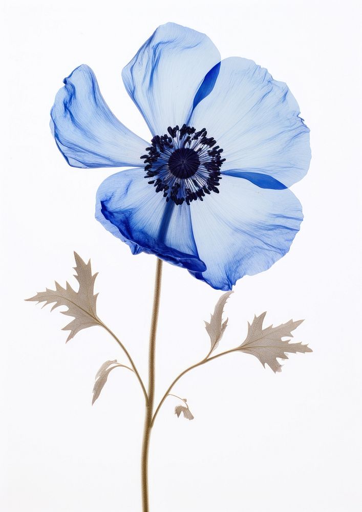 Real Pressed a single blue anemone flowers plant inflorescence asteraceae. AI generated Image by rawpixel.