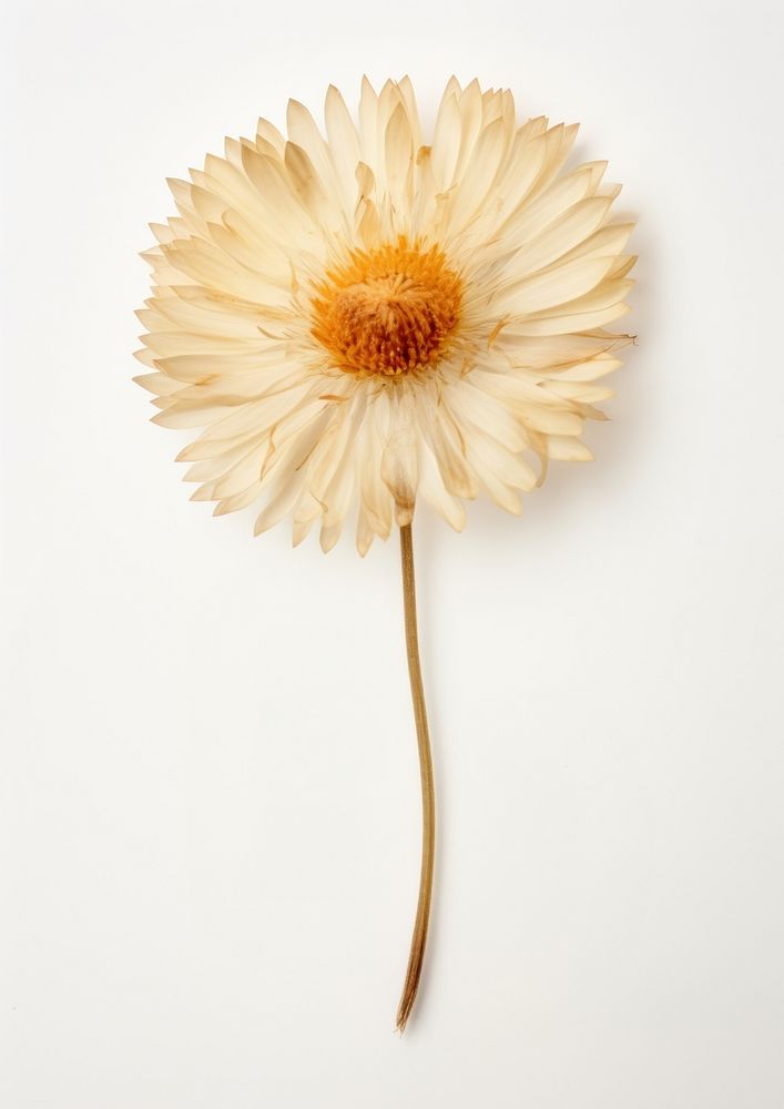 Real Pressed a single Everlasting Flower flower petal plant. AI generated Image by rawpixel.