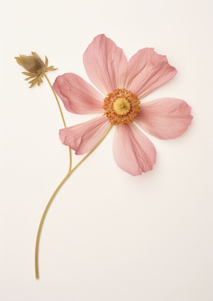 Real Pressed a single pink anemone flowers petal plant inflorescence. AI generated Image by rawpixel.