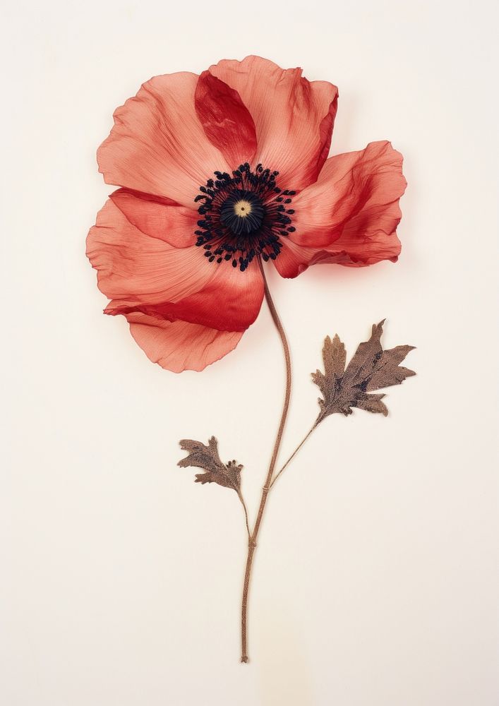 Real Pressed a single red anemone flower petal poppy. AI generated Image by rawpixel.