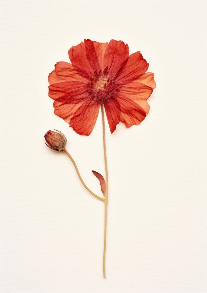 Real pressed a single red flower hibiscus petal plant. AI generated Image by rawpixel.