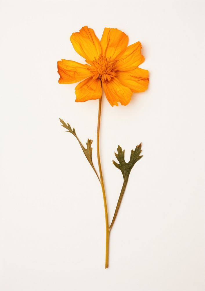 Real pressed a single minimal Marigold flower petal plant inflorescence. AI generated Image by rawpixel.