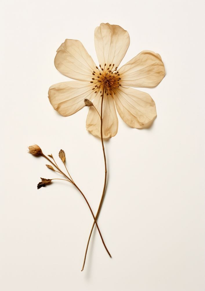 Real Pressed a single minimal flower petal plant inflorescence. AI generated Image by rawpixel.
