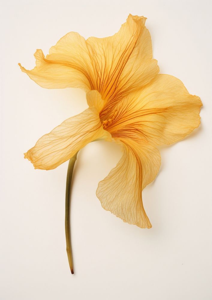 Real pressed a single Daylily flower petal plant inflorescence. AI generated Image by rawpixel.
