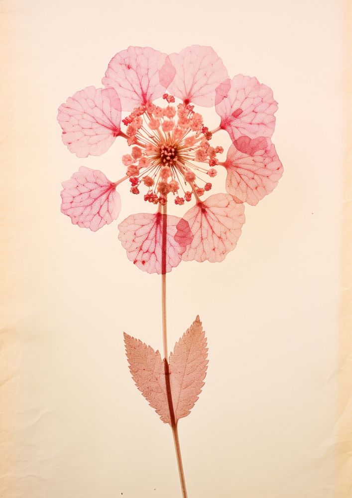 Real pressed a single pink Lantana flower petal plant leaf. AI generated Image by rawpixel.