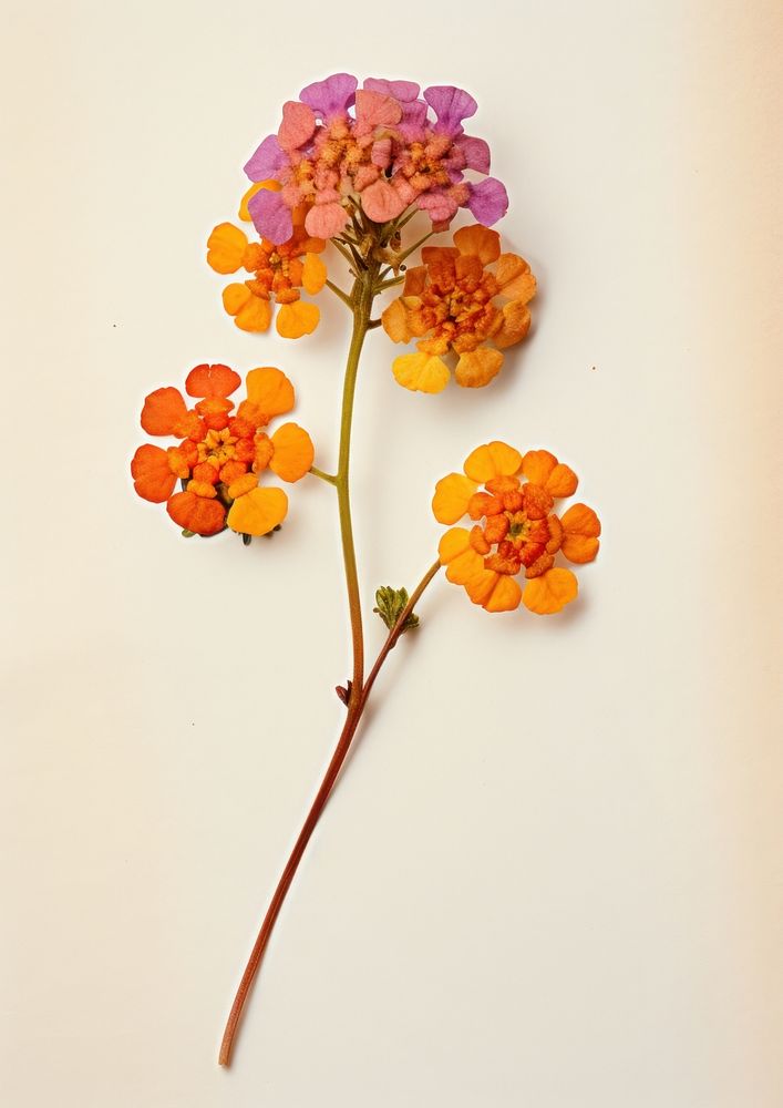 Real pressed a single colorful Lantana flower petal plant art. 