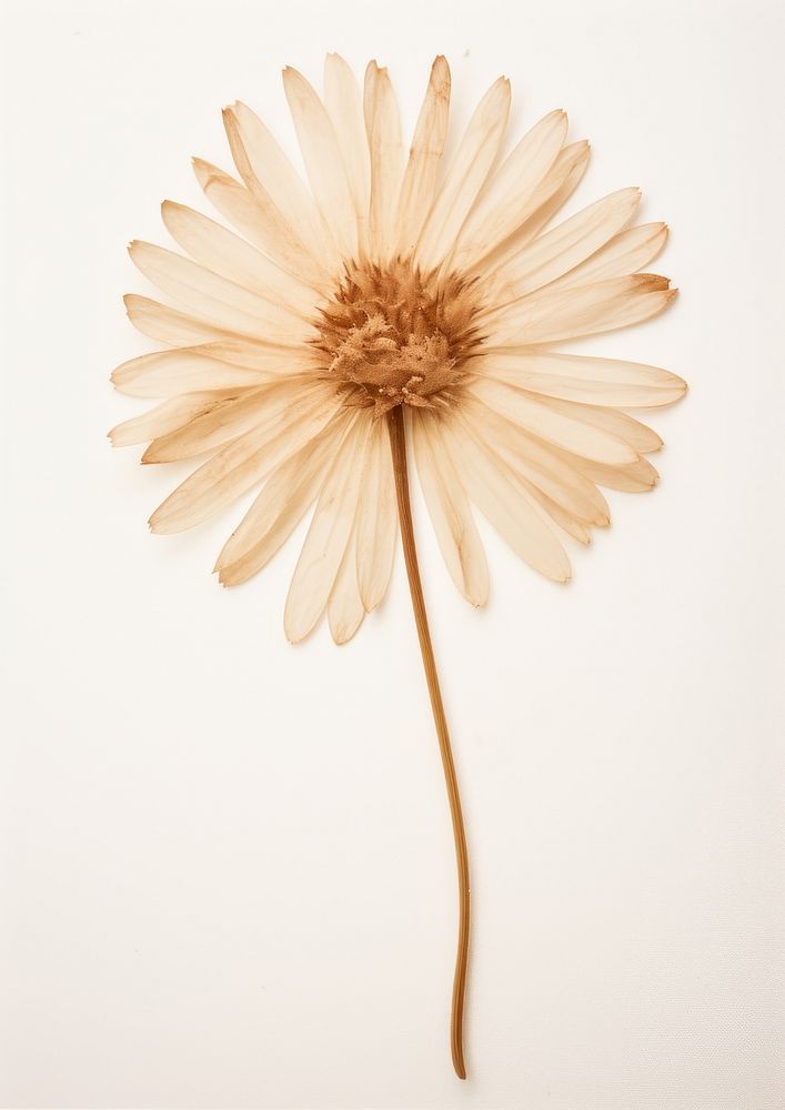 Real Pressed a single aster flower petal plant daisy. AI generated Image by rawpixel.