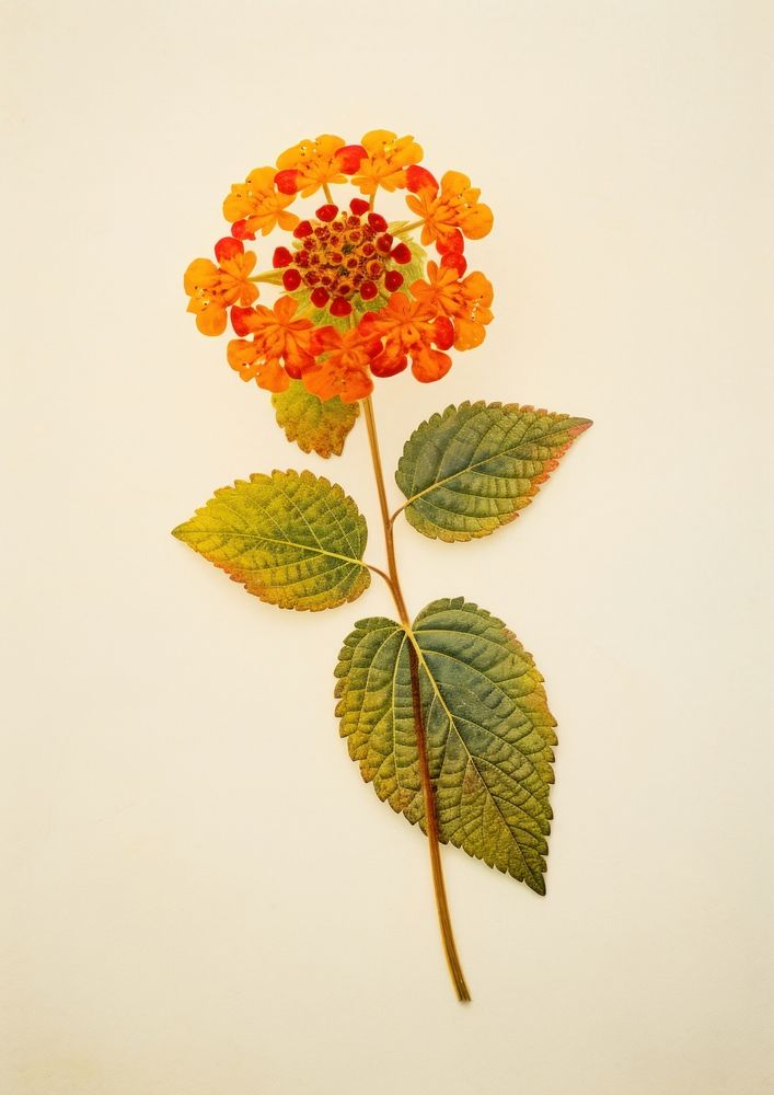 Real pressed a single colorful Lantana flower lantana plant petal. AI generated Image by rawpixel.