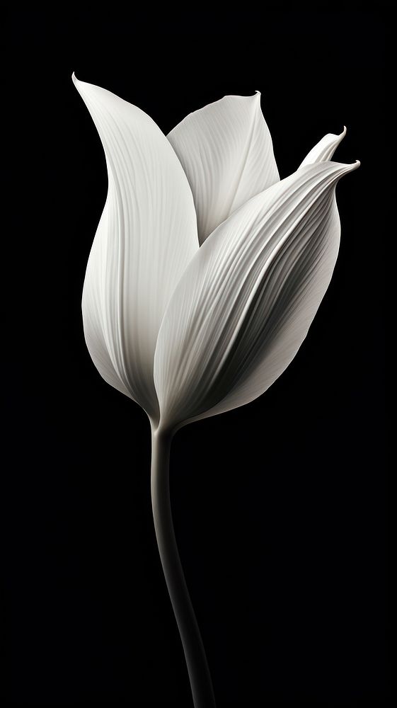 Flower petal plant white. 