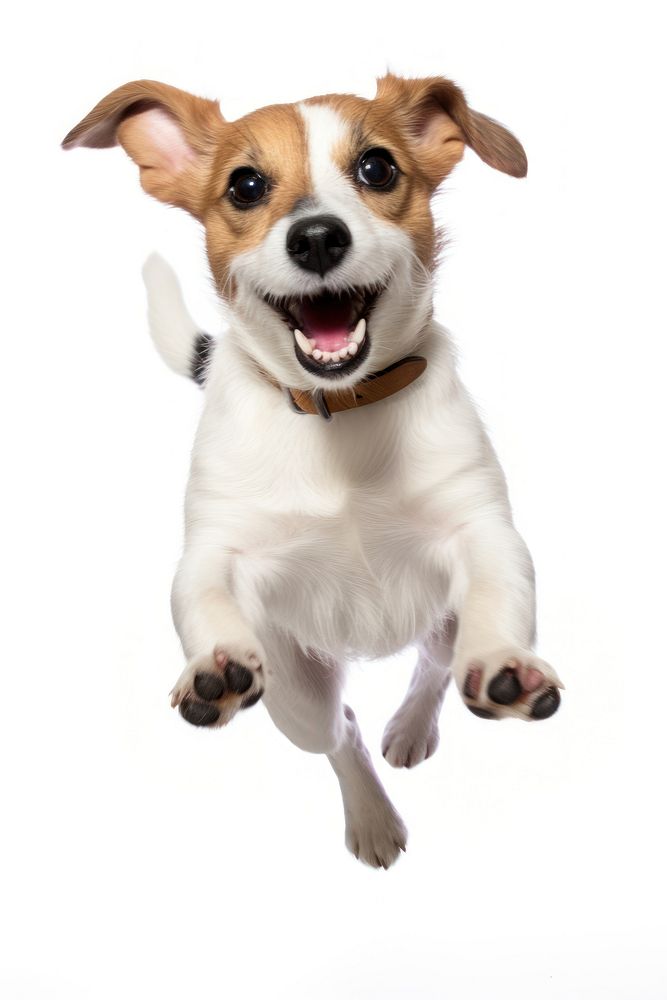 Cute small dog Jack Russell terrier mammal animal puppy. AI generated Image by rawpixel.