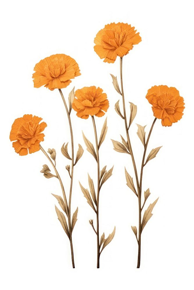 Orange flowers plant petal white background. AI generated Image by rawpixel.